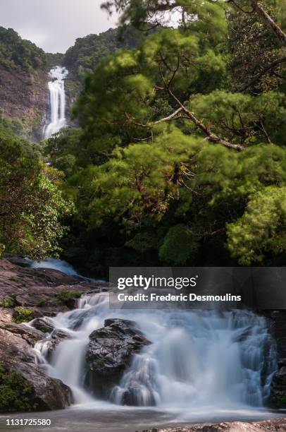 tao falls - forêt pluviale stock-fotos und bilder