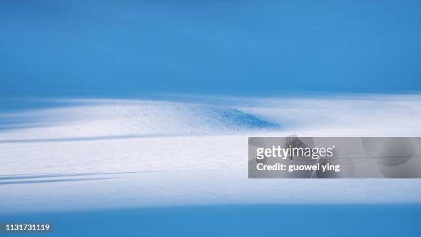 fresh snow surface - 環境 foto e immagini stock