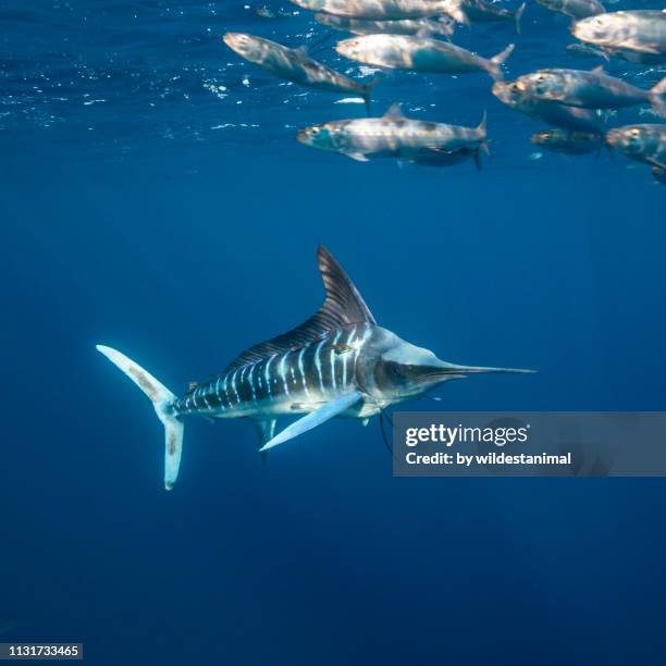 striped marlin hunting sardines, magdalena bay, baja california sur, mexico. - marlins stock pictures, royalty-free photos & images