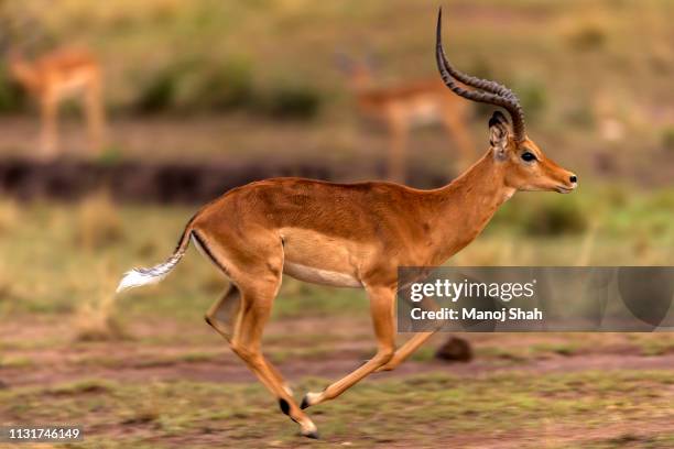 male impala running in masai mara - antílope mamífero ungulado - fotografias e filmes do acervo