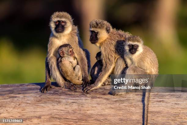 vervet monkeys in masai mara - vervet monkey stock-fotos und bilder