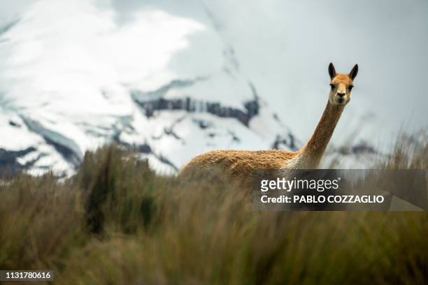 Vicuna roams at the foothill of the Chimborazo volcano, Ecuador's central Andes, on February 18, 2019. - The Chimborazo and the Carihuairazo are two...