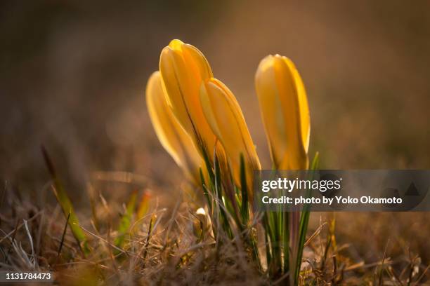 yellow crocuses - 透けて見える 個照片及圖片檔