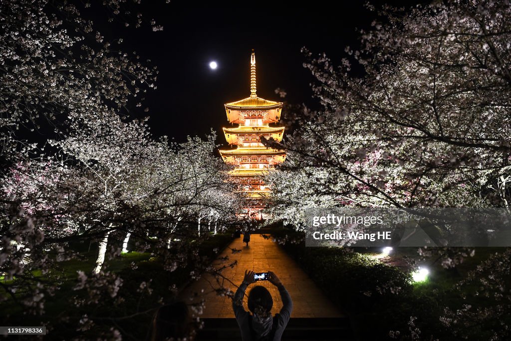 The Night Of Cherry Blossoms At Wuhan
