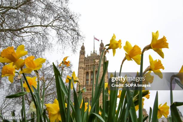Daffodils seen in Victoria Gardens during spring. Westminster in front of Victoria Tower on the first day of spring also known as the Spring Equinox....