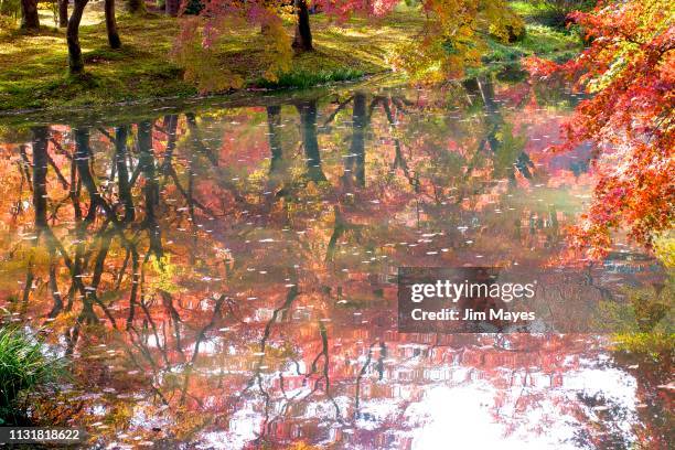 autumn refrections - カエデ 個照片及圖片檔