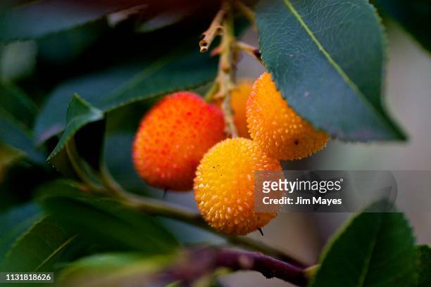 苺の木 - オレンジ色 fotografías e imágenes de stock