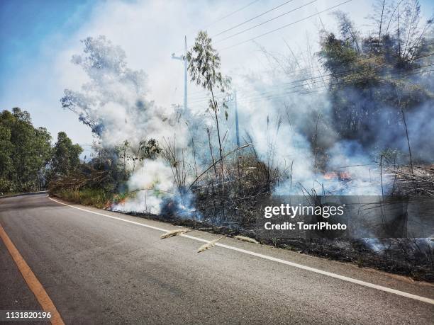 11,556 Singed Tree Stock Photos, High-Res Pictures, and Images - Getty ...
