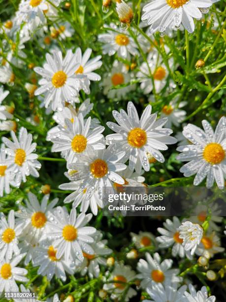 lot of daisy flowers with water drops - margarita común fotografías e imágenes de stock