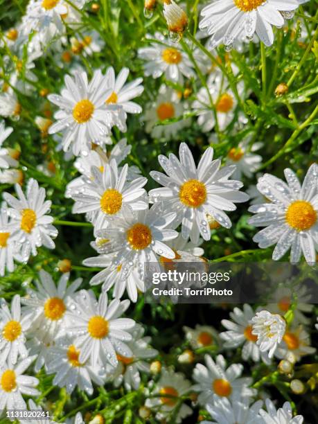 lot of daisy flowers with water drops - buskmargerit bildbanksfoton och bilder