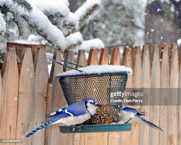 two blue jays on a bird feeder - bird seed stockfoto's en -beelden