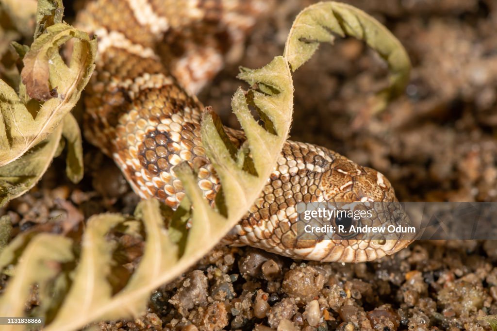 Western hognose snake