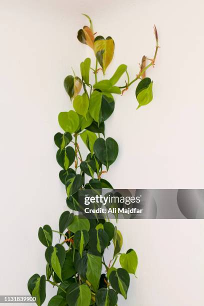 pothos - epipremnum stock pictures, royalty-free photos & images