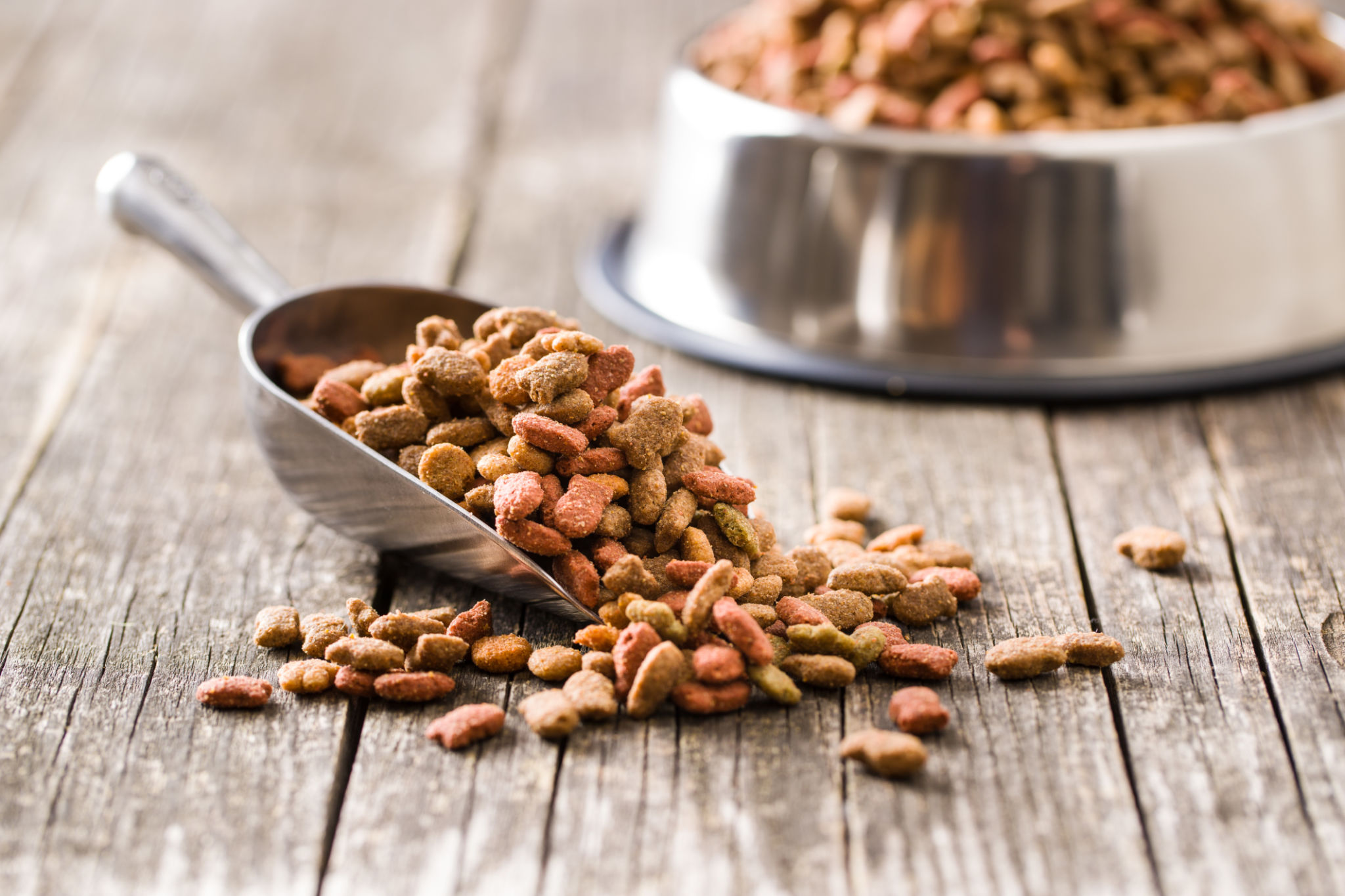 gourmet pet food