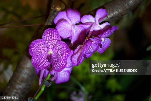 Picture taken on March 21, 2019 shows a phalaenopsis hybrid orchid on display at the Museum and Library of Hungarian Agriculture during the "Orchids...