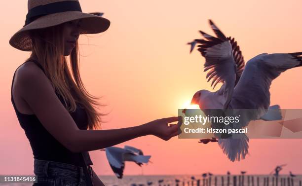 woman feeding seagulls while they flying during sunset - alas-desplegadas fotografías e imágenes de stock