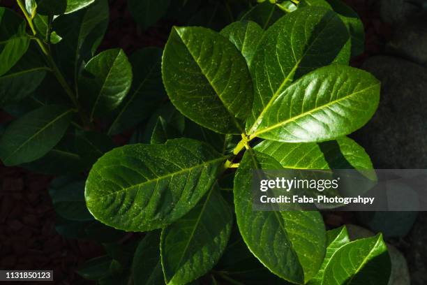 cherry laurel - gärtnerisch gestaltet stock pictures, royalty-free photos & images