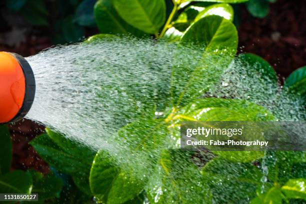 hand holding a garden hose spraying water - teilabschnitt ストックフォトと画像