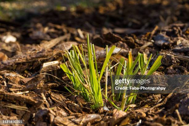 wooden mulch - gärtnerisch gestaltet stock pictures, royalty-free photos & images