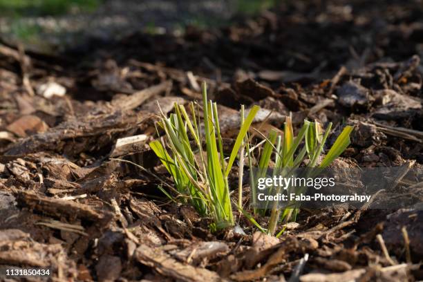 wooden mulch - gärtnerisch gestaltet stock pictures, royalty-free photos & images