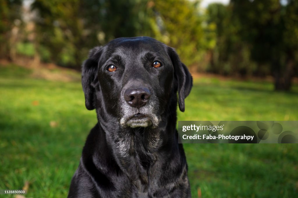 Black Labrador