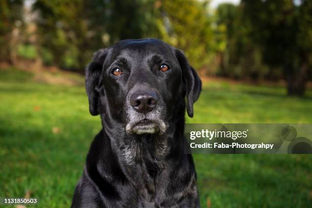 black labrador - weibliches tier stock pictures, royalty-free photos & images