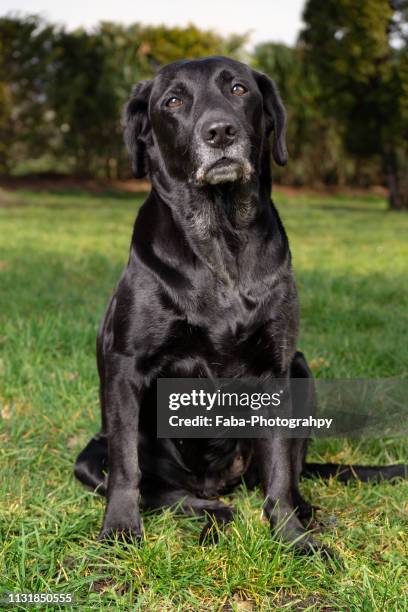 black labrador - weibliches tier stock pictures, royalty-free photos & images