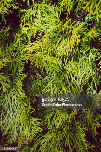 thuja tree - kieferngewächse stockfoto's en -beelden