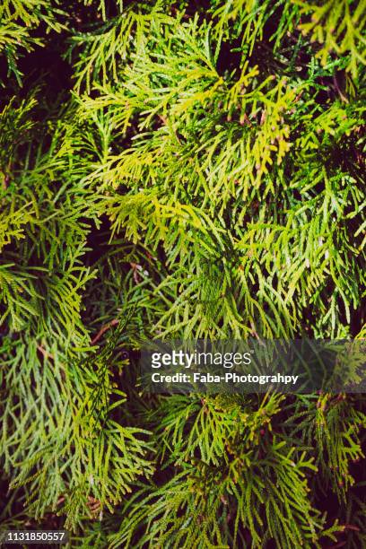 thuja tree - immergrüner baum stock pictures, royalty-free photos & images