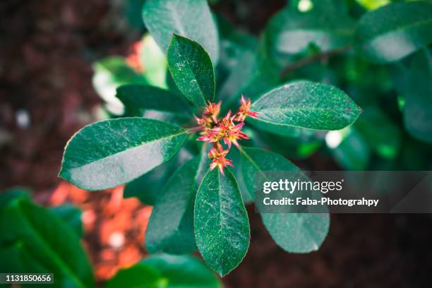 cherry laurel - gärtnerisch gestaltet stock pictures, royalty-free photos & images