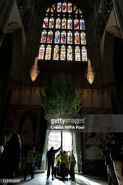 Workers put up an English Maple tree inside Westminster Abbey in preparation for the Royal Wedding on April 26, 2011 in London, United Kingdom....
