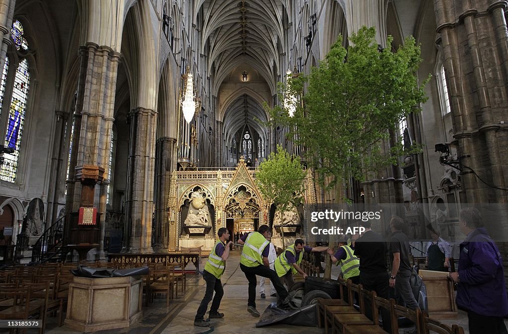 Workers put up an English field maple tr