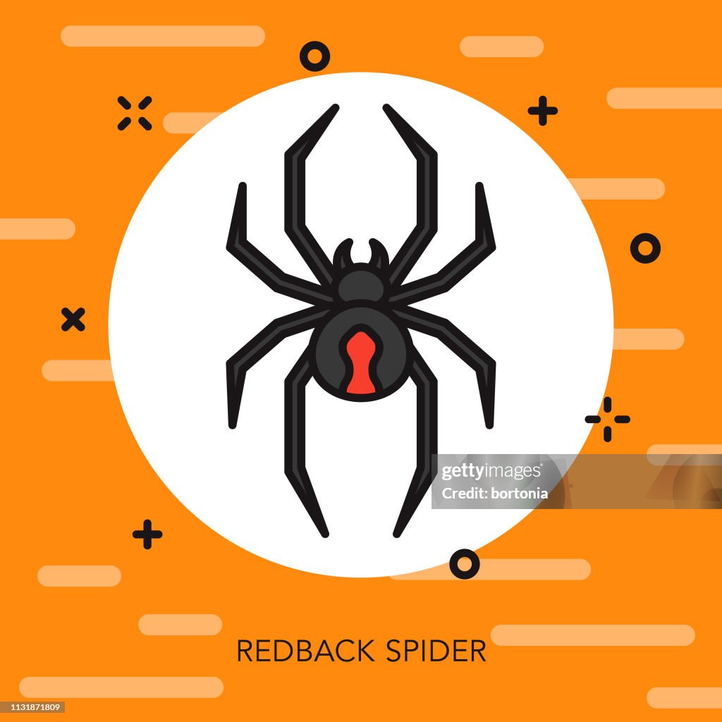 Redback Spider Australia Icon