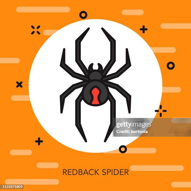 redback spider australia icon - redback spider stock illustrations