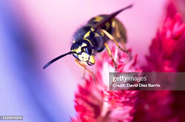 wasp on plant - macrofotografía ストックフォトと画像