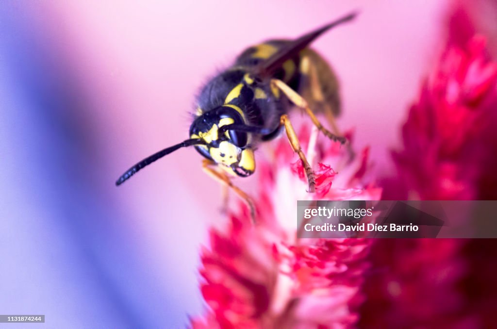 Wasp on plant