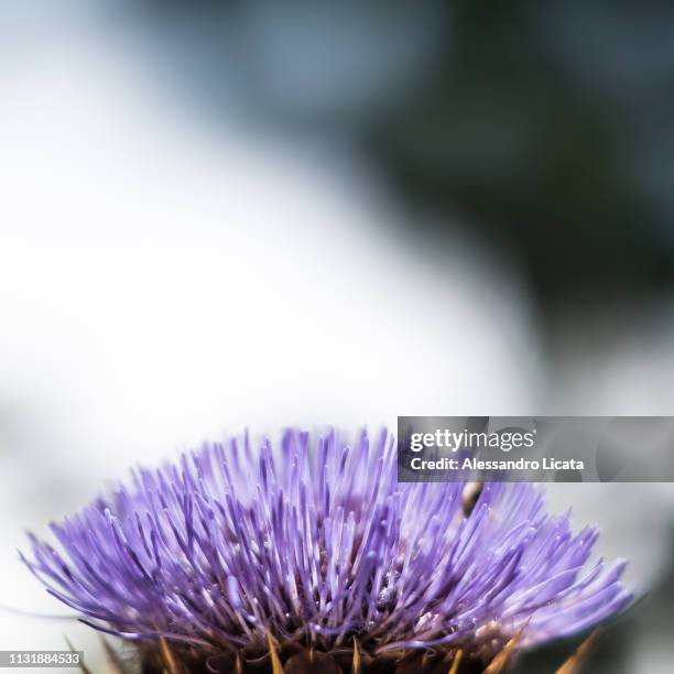 well-lit flowers - capolino stock pictures, royalty-free photos & images