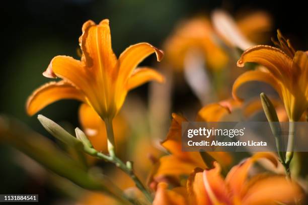 well-lit orange flowers - capolino stock pictures, royalty-free photos & images