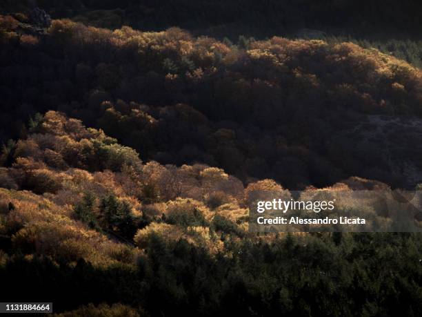 trees illuminated in the fall - sfondi stock-fotos und bilder