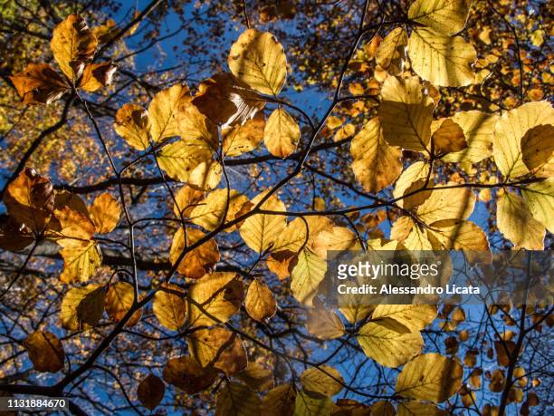 yellow leaves and branches - sfondi stock-fotos und bilder