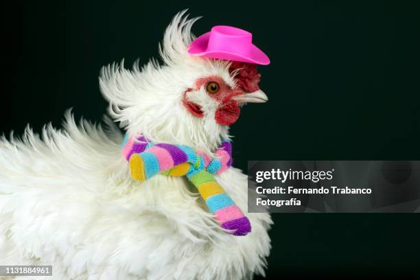 hen with a elegant pink hat - hens party stock pictures, royalty-free photos & images