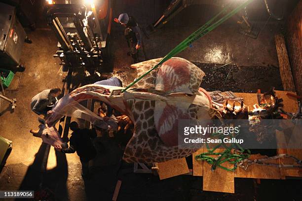 Workers prepare to lift the plastinated body of a real giraffe corpse with fork lifters into its exhibition space in preparation for the Body Worlds...