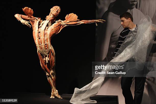 An employee pulls bubble wrap sheeting off a plastinated human corpse posed to look like a dancer in preparation for the Body Worlds exhibition on...