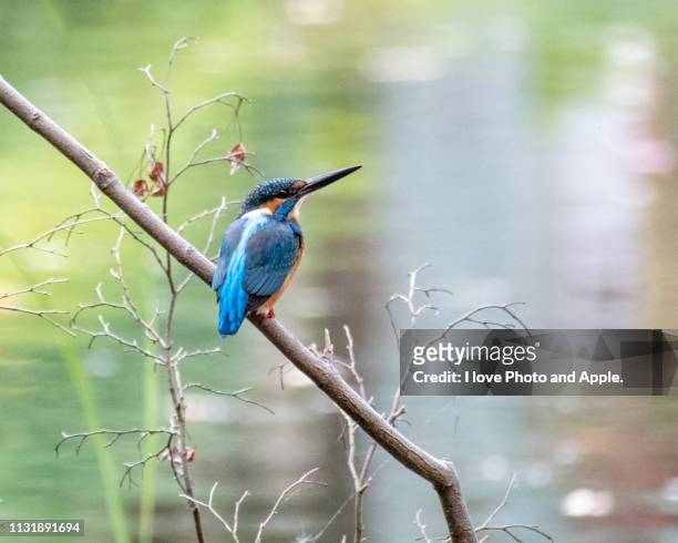 kingfisher - 池 fotografías e imágenes de stock