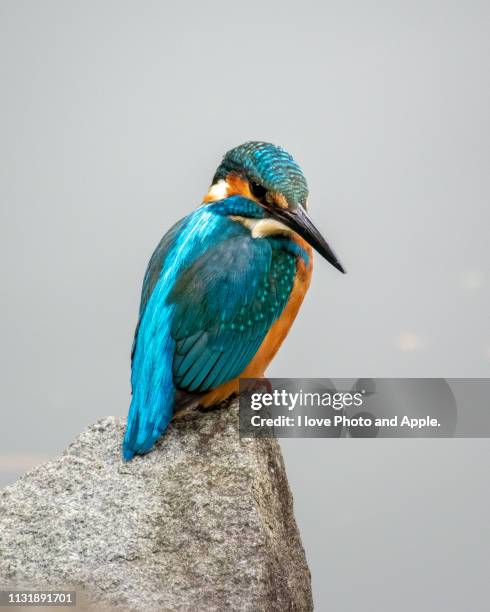 kingfisher - カワセミ科 stock pictures, royalty-free photos & images