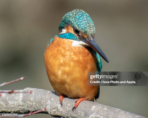 kingfisher - 飛ぶ stockfoto's en -beelden