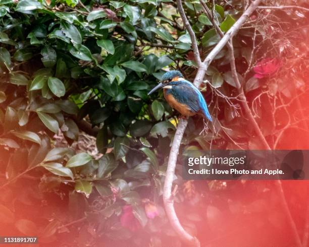 kingfisher - 飛ぶ stockfoto's en -beelden