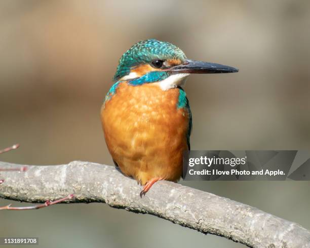 kingfisher - 飛ぶ stock pictures, royalty-free photos & images