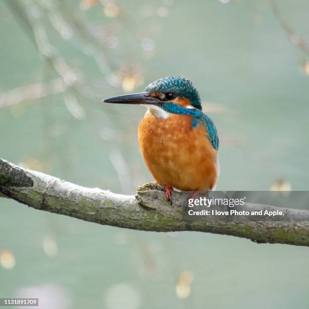 kingfisher - カワセミ科 stock pictures, royalty-free photos & images
