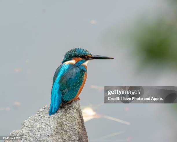 kingfisher - 池 fotografías e imágenes de stock